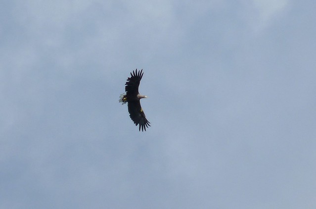 24536 - White Tailed Sea Eagle, Isle of Mull