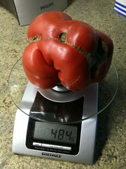 Mortgage lifter tomato Grootste tomaat die ik ooit gekweekt heb!