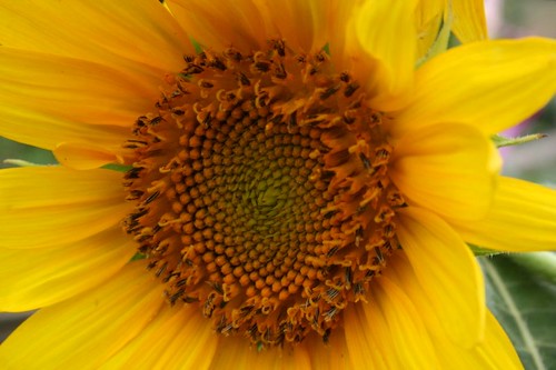 Sunflower, July 2011