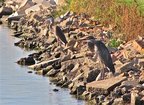 Great Blue Heron with Short-billed Dowitcher 04