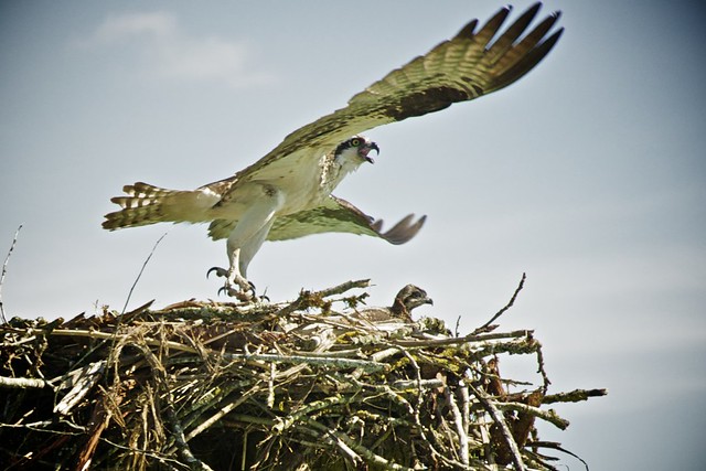Harrison River Eco Tour: Osprey nest
