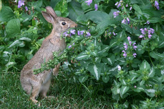 rabbit 134