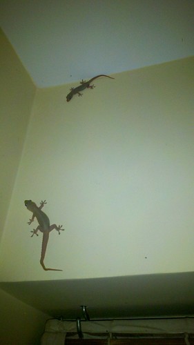 lizards!