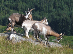 Feral goats on Venue's eastern slopes