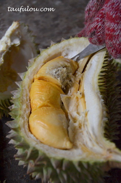 balik pulau durian (8)