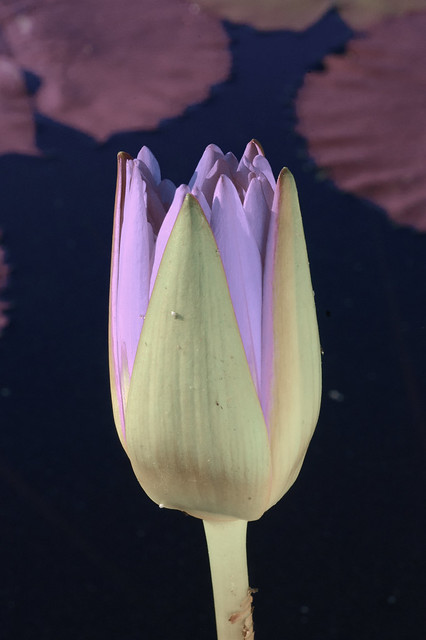 Autochromed water lily