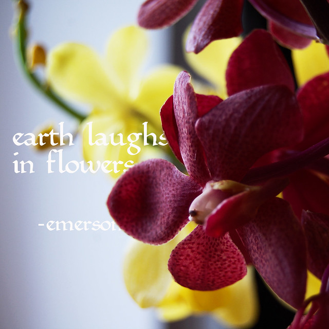 earth laughs in flowers