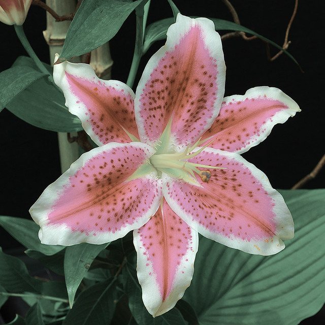 Missouri Botanical Garden (Shaw's Garden), in Saint Louis, Missouri, USA - lily