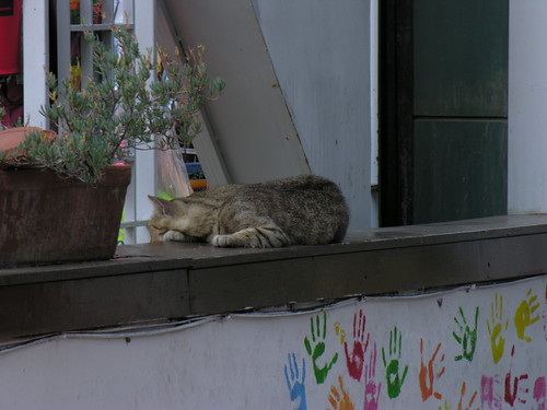 Istanbul cats morning