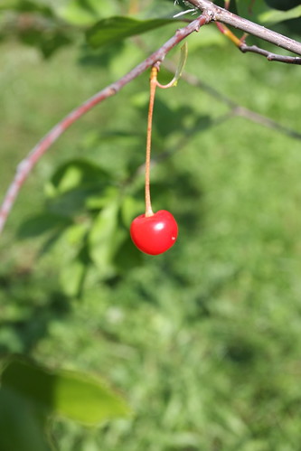First ever cherry by Eeva