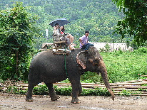 Viaje a Tailandia de 15 días - Blogs of Thailand - Viaje a Tailandia: Campo de elefantes en Chiang Mai (Día 2) (2)