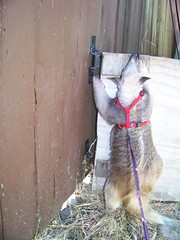 Climbing the bunny gate