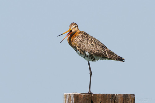 Grutto / Black-tailed godwith / Limosa limosa / Uferschnepfe by Marcel Tuit