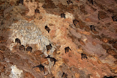 Bats in a Bat Cave