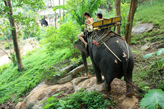 Phuket Elephant Trek