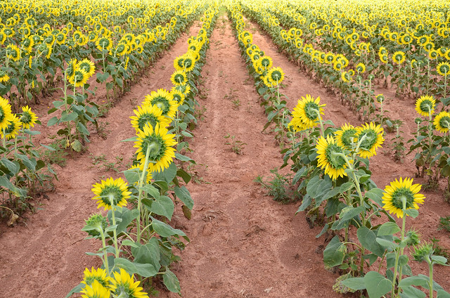 sunflowers at mckee-beshers