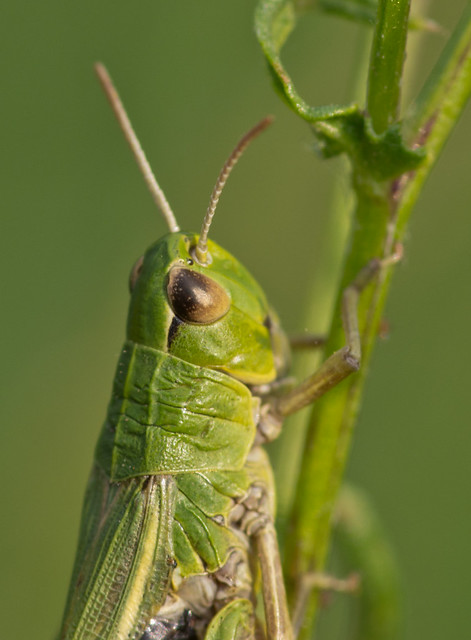 meadow grasshopper close up_