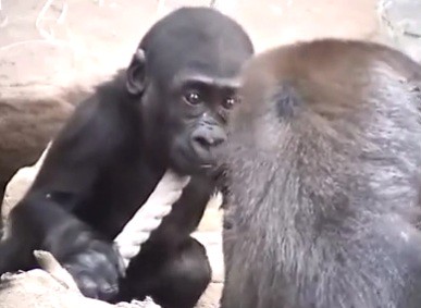 Bby gorilla Kib  looking at Biki by gorillaphile