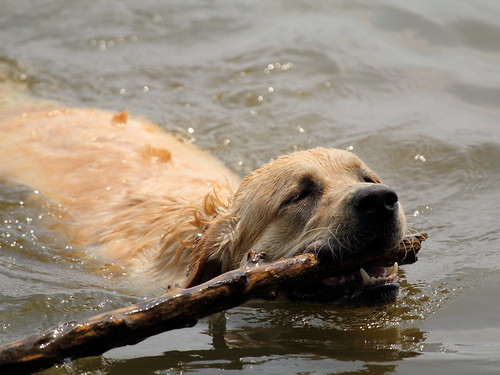 Dog Swimming in the Potomac