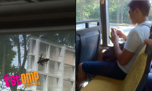 Dangerous prank: Man releases large hornet on bus, causing panic