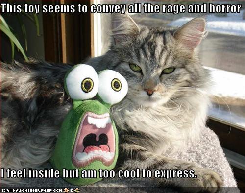 funny-pictures-calm-cat-crazy-toy