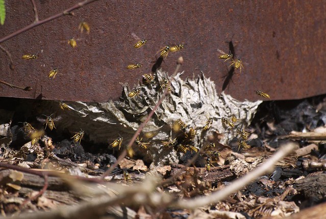 DSC_8219 wasp nest