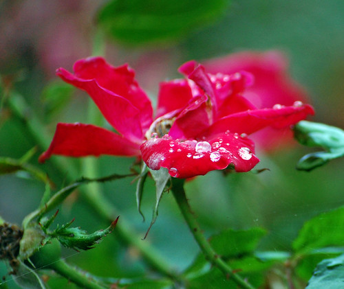Rainy Rose  by Duncan~