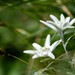 Edelweiss, símbolo do amor eterno