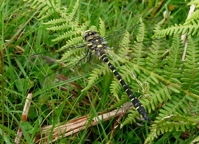 24559 - Golden-ringed Dragonfly, Isle of Mull