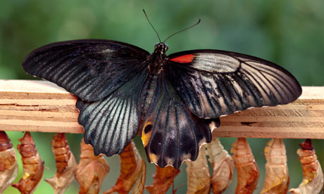 half male butterfly