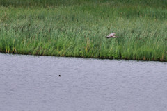 Harrier and Baby Loon DSC_1745 by Mully410 * Images