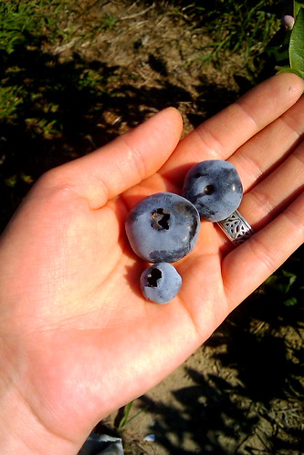 Blueberries 201103