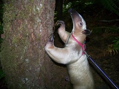 Pua checks out a tree