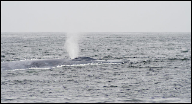 Blue Whale Alpha11 7-8-2011