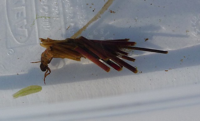 24683 - Caddisfly Larva, Isle of Mull