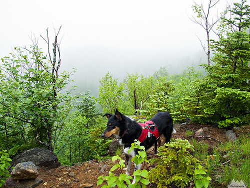 A soggy Colvin doing what trail dogs do