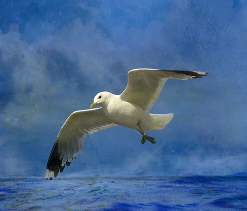Gull in the North Sea by mamietherese1