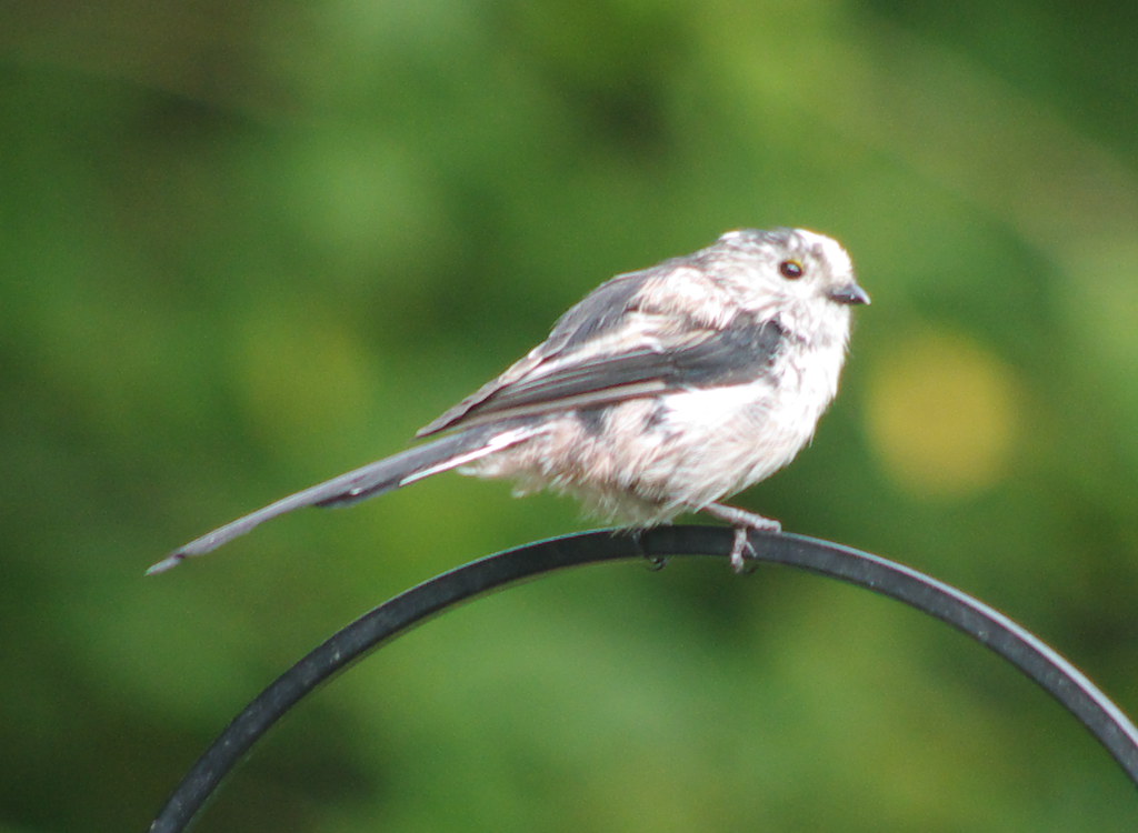 Long Tailed Tits 7