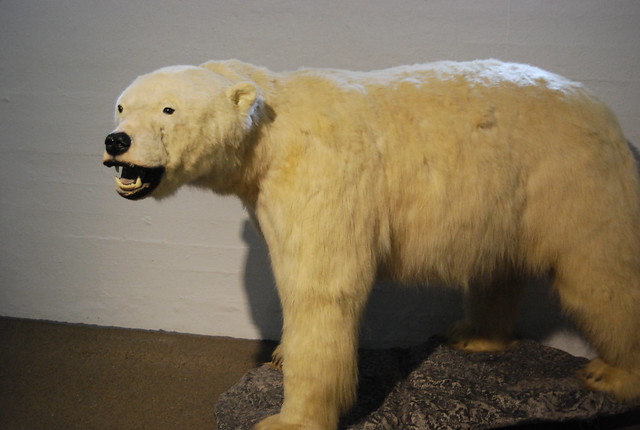 Oso polar del Museo Fram de Oslo