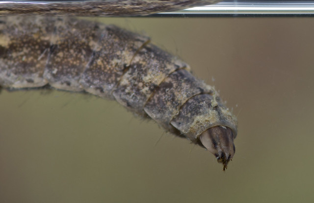 soldierfly larva head edited