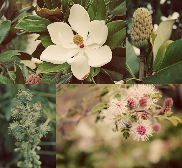 Inspiring plants I saw on my walk