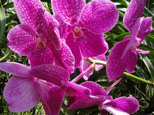 Thailand orchid farm 3