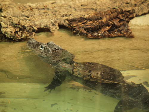 Turtle on an Alligator