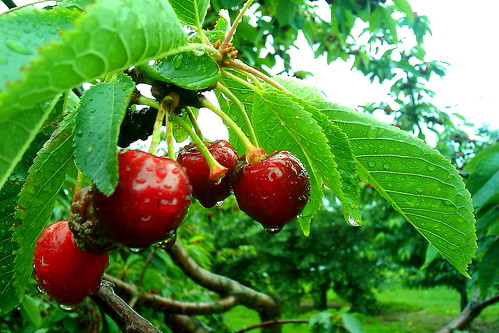 Cherries 201102