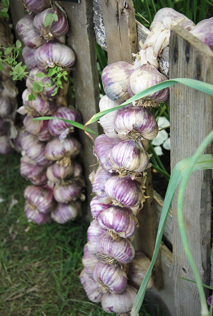 The Garlic Lover's Garden