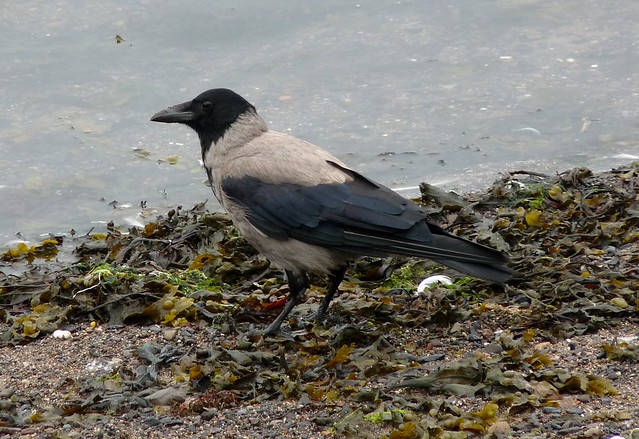 24508 - Hooded Crow, Oban