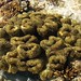 400 tipos diferentes de corais