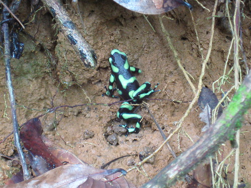 Poison Dart Frog (Dendrobates auratus)