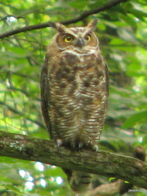 Great-horned Owl 