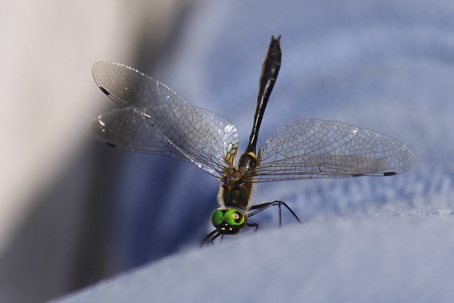 dragonfly on leg